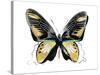 Vibrant Butterfly VI-Julia Bosco-Stretched Canvas