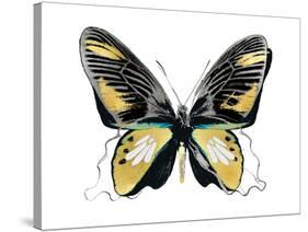 Vibrant Butterfly VI-Julia Bosco-Stretched Canvas