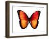 Vibrant Butterfly VI-Julia Bosco-Framed Art Print