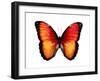 Vibrant Butterfly VI-Julia Bosco-Framed Art Print