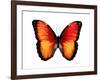 Vibrant Butterfly VI-Julia Bosco-Framed Art Print