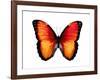 Vibrant Butterfly VI-Julia Bosco-Framed Art Print