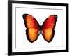 Vibrant Butterfly VI-Julia Bosco-Framed Art Print