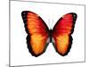 Vibrant Butterfly VI-Julia Bosco-Mounted Art Print