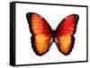 Vibrant Butterfly VI-Julia Bosco-Framed Stretched Canvas