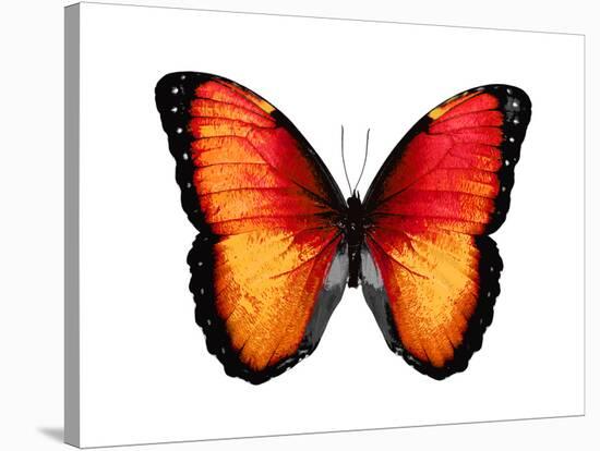 Vibrant Butterfly VI-Julia Bosco-Stretched Canvas