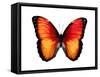 Vibrant Butterfly VI-Julia Bosco-Framed Stretched Canvas