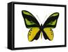 Vibrant Butterfly VII-Julia Bosco-Framed Stretched Canvas