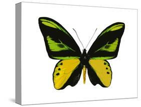 Vibrant Butterfly VII-Julia Bosco-Stretched Canvas