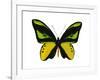 Vibrant Butterfly VII-Julia Bosco-Framed Art Print