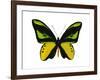 Vibrant Butterfly VII-Julia Bosco-Framed Art Print