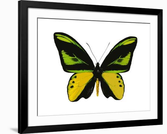 Vibrant Butterfly VII-Julia Bosco-Framed Art Print