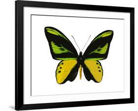 Vibrant Butterfly VII-Julia Bosco-Framed Art Print