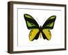 Vibrant Butterfly VII-Julia Bosco-Framed Art Print