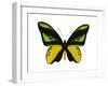 Vibrant Butterfly VII-Julia Bosco-Framed Art Print