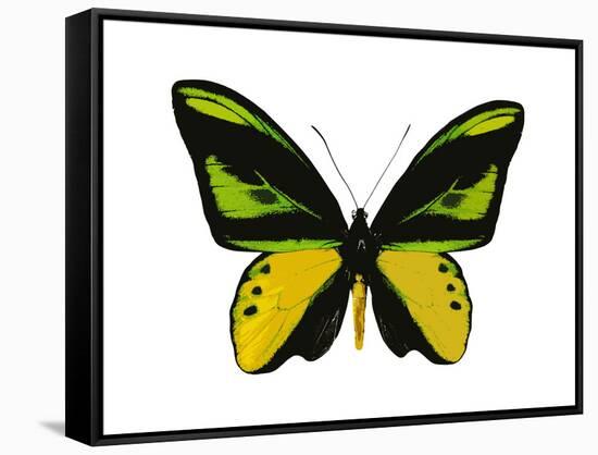 Vibrant Butterfly VII-Julia Bosco-Framed Stretched Canvas