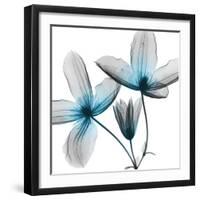 Vibrant Clematis-Albert Koetsier-Framed Photographic Print