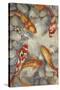 Vibrant Koi I-Tim O'toole-Stretched Canvas