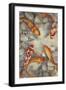 Vibrant Koi I-Tim O'toole-Framed Premium Giclee Print