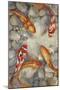 Vibrant Koi I-Tim O'toole-Mounted Premium Giclee Print