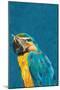 Vibrant macaw wearing glasses-Sarah Manovski-Mounted Giclee Print