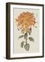 Vibrant Mums I-Vision Studio-Framed Art Print