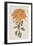 Vibrant Mums I-Vision Studio-Framed Art Print