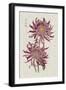 Vibrant Mums II-Vision Studio-Framed Art Print