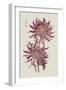 Vibrant Mums II-Vision Studio-Framed Art Print