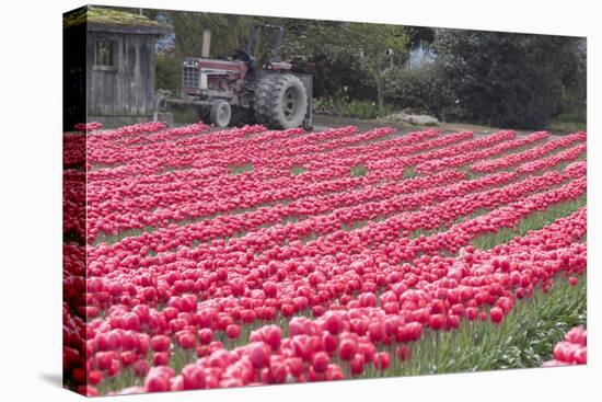 Vibrant Pink Tulips-Dana Styber-Stretched Canvas