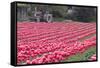 Vibrant Pink Tulips-Dana Styber-Framed Stretched Canvas