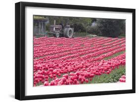 Vibrant Pink Tulips-Dana Styber-Framed Photographic Print