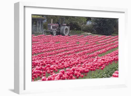 Vibrant Pink Tulips-Dana Styber-Framed Photographic Print