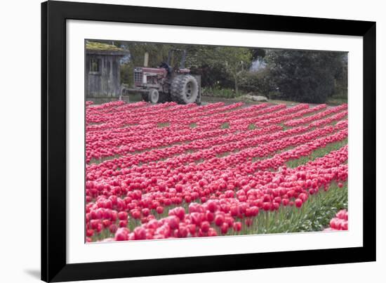 Vibrant Pink Tulips-Dana Styber-Framed Photographic Print