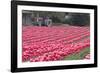 Vibrant Pink Tulips-Dana Styber-Framed Photographic Print