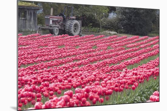 Vibrant Pink Tulips-Dana Styber-Mounted Photographic Print