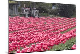 Vibrant Pink Tulips-Dana Styber-Mounted Photographic Print