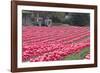 Vibrant Pink Tulips-Dana Styber-Framed Photographic Print