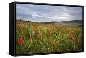Vibrant Poppy Fields under Moody Dramatic Sky-Veneratio-Framed Stretched Canvas