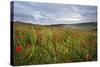 Vibrant Poppy Fields under Moody Dramatic Sky-Veneratio-Stretched Canvas