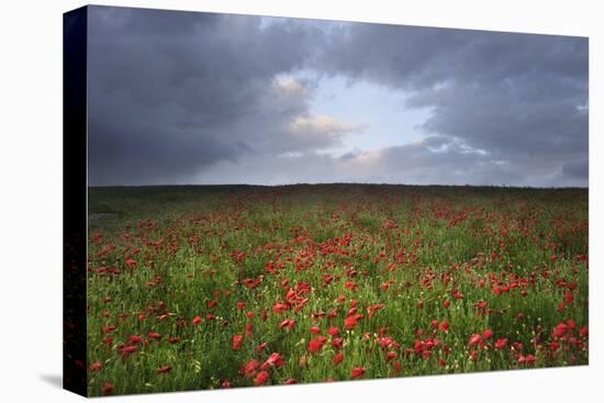 Vibrant Poppy Fields under Moody Dramatic Sky-Veneratio-Stretched Canvas