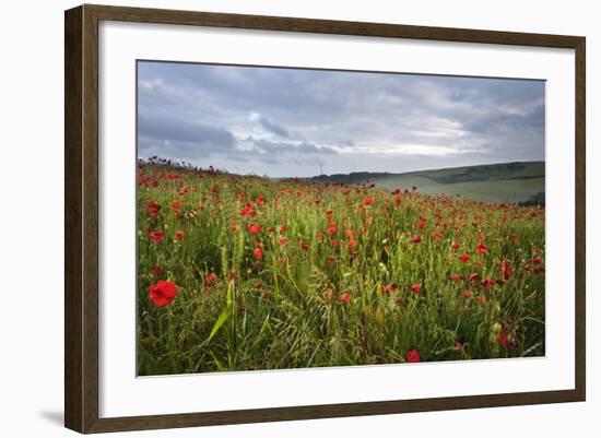 Vibrant Poppy Fields under Moody Dramatic Sky-Veneratio-Framed Photographic Print