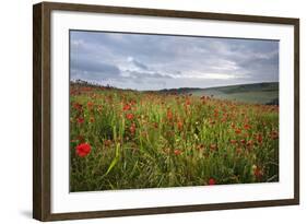 Vibrant Poppy Fields under Moody Dramatic Sky-Veneratio-Framed Photographic Print