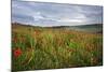 Vibrant Poppy Fields under Moody Dramatic Sky-Veneratio-Mounted Photographic Print