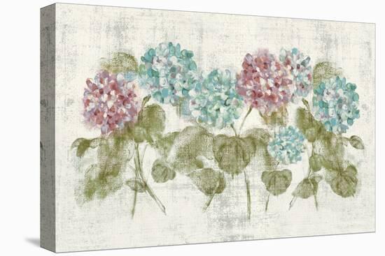 Vibrant Row of Hydrangea No Border-Cheri Blum-Stretched Canvas