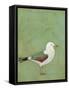 Vibrant Shorebird II-Mehmet Altug-Framed Stretched Canvas