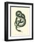 Vibrant Snake III-Frederick P^ Nodder-Framed Art Print