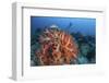 Vibrant Soft Coral Colonies Grow on a Reef in Lembeh Strait-Stocktrek Images-Framed Photographic Print