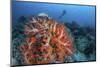 Vibrant Soft Coral Colonies Grow on a Reef in Lembeh Strait-Stocktrek Images-Mounted Photographic Print