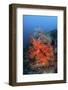 Vibrant Soft Coral Colonies Grow on a Reef in Lembeh Strait-Stocktrek Images-Framed Photographic Print